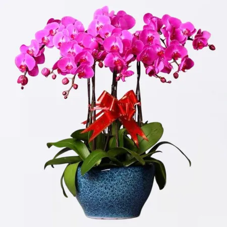 Orquídea Phalaenopsis Magenta en Maceta