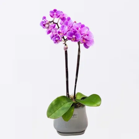 Orchidea Phalaenopsis Magenta in Vaso