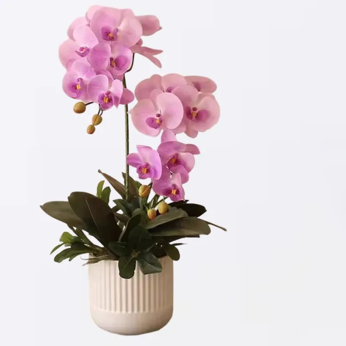 Orquídea Phalaenopsis Rosa en Maceta