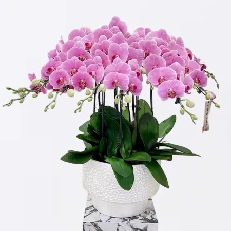 Orquídea Phalaenopsis Rosa en Maceta