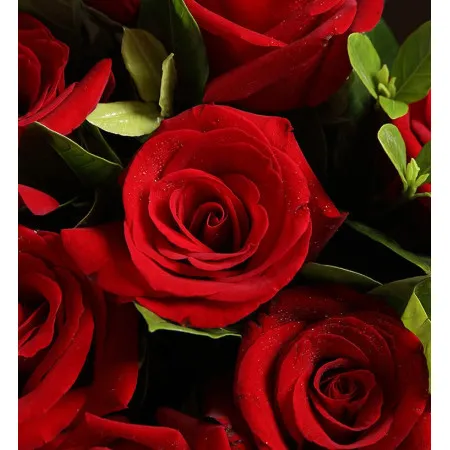 9 Rose Rosse A135