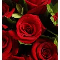9 Rose Rosse A135