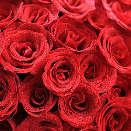 66 rote Rosen A102