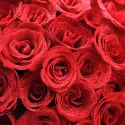 66 Rose Rosse A102