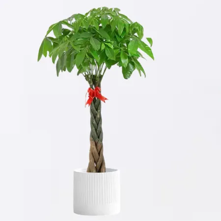Albero dei Soldi Intrecciato(1.4m - 1.6m)