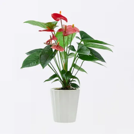 Planta en Maceta de Anturio