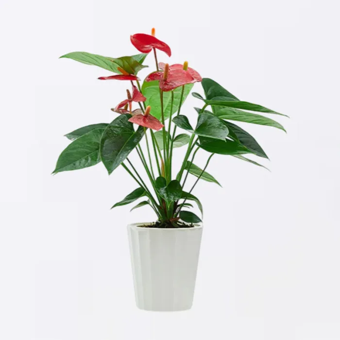 Anthurium Topfpflanze