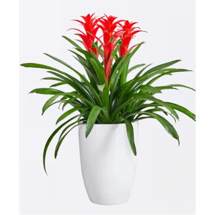 Planta en Maceta de Guzmania 1m-1.1m