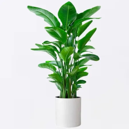 Planta en Maceta de Strelitzia 1.5m-1.7m