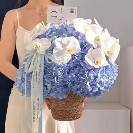 8 Hortensias & Orquídeas Phalaenopsis A211
