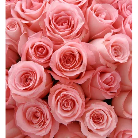 99 rosa Rosen A161