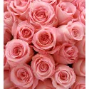 99 Pink Roses A161