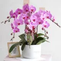Envoyer une plante en pot en Chine